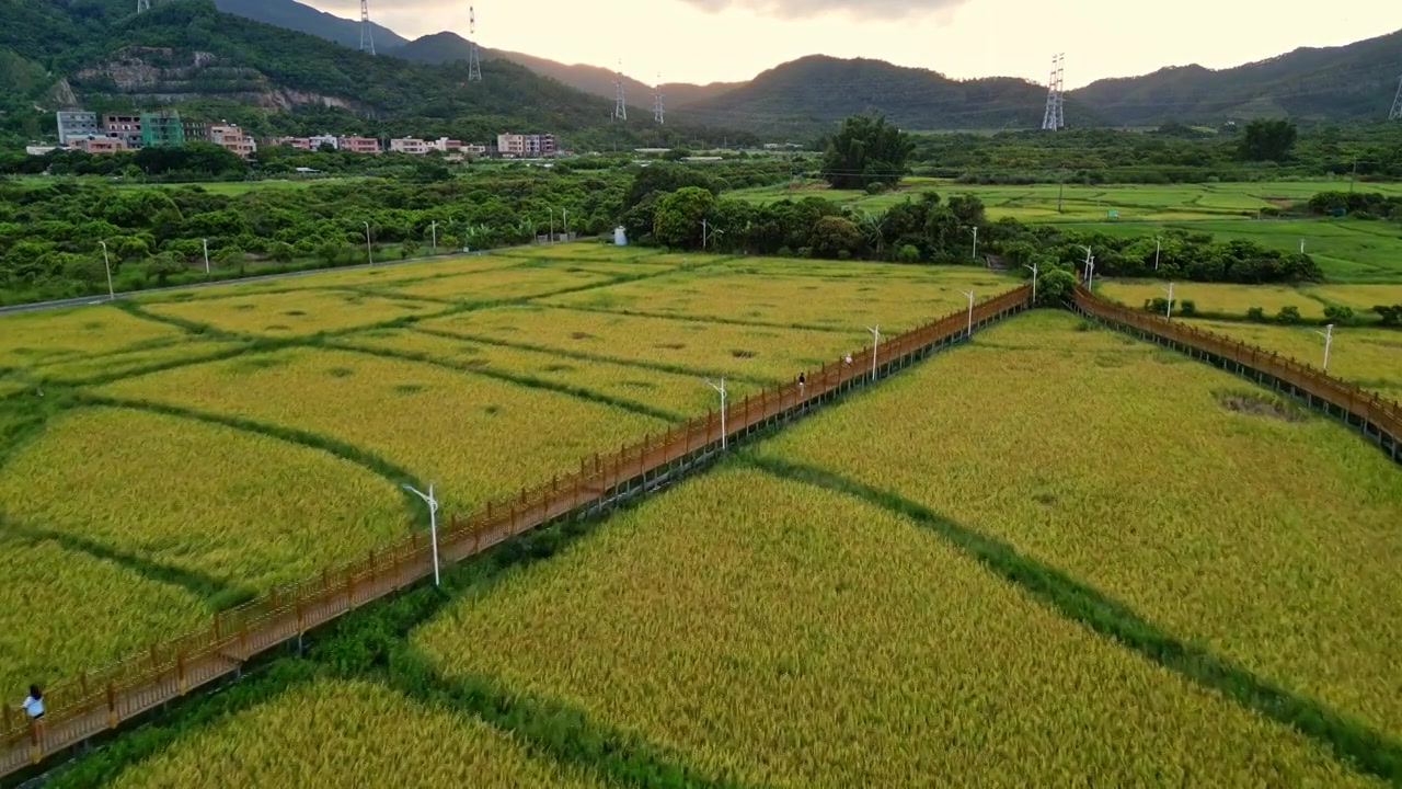 一带一路，稻田秋收，航拍惠州大亚湾稻田风光图视频素材