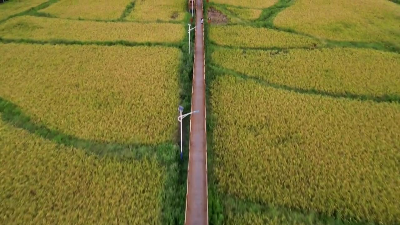 一带一路，稻田秋收，航拍惠州大亚湾稻田风光图视频素材