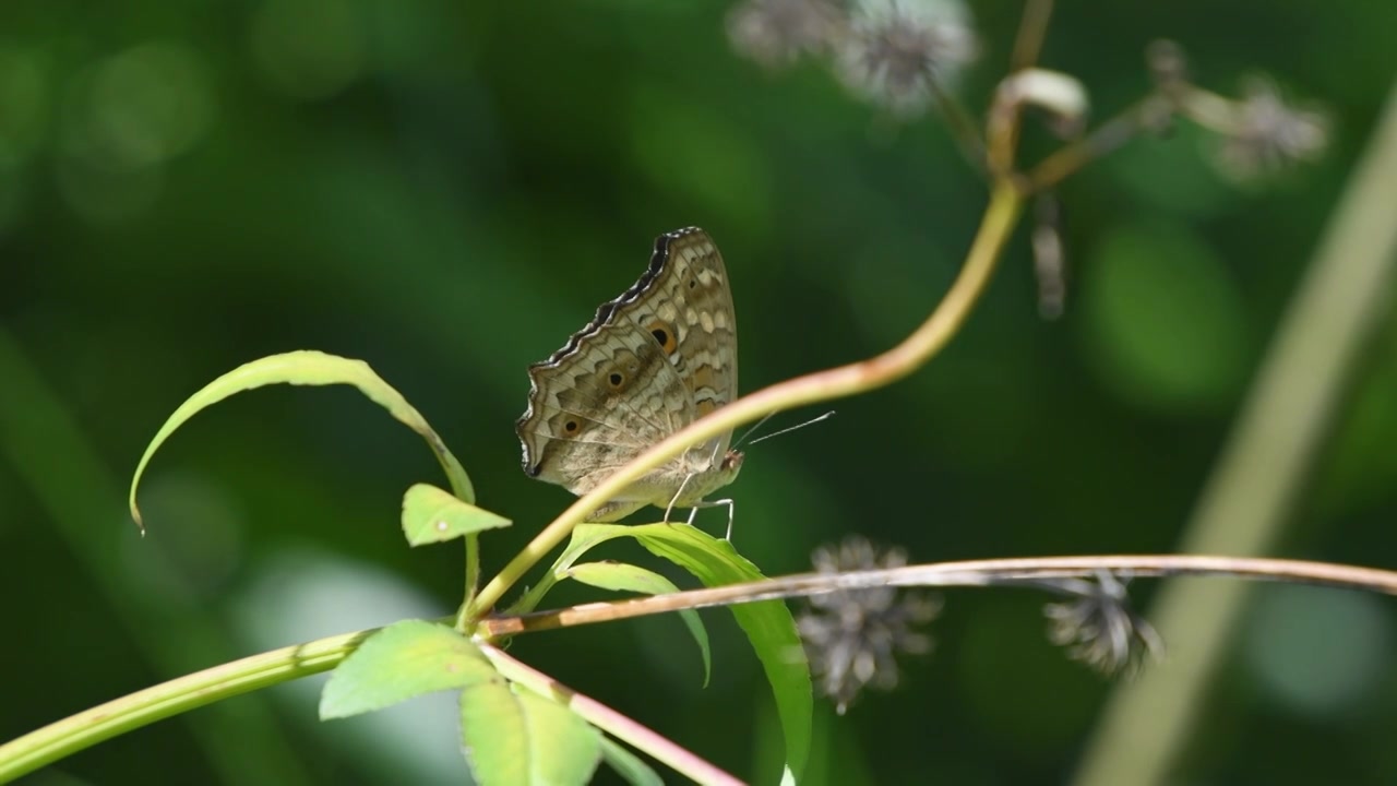 蝴蝶视频素材