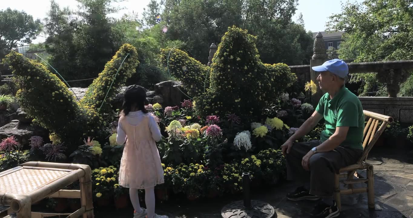 祖孙在花园里参观菊花展视频素材