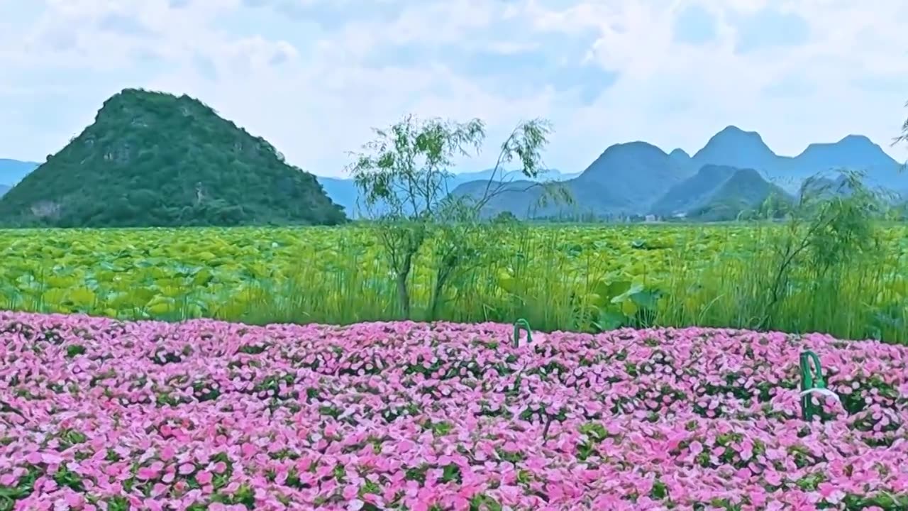 夏天，云南普者黑风景区视频素材