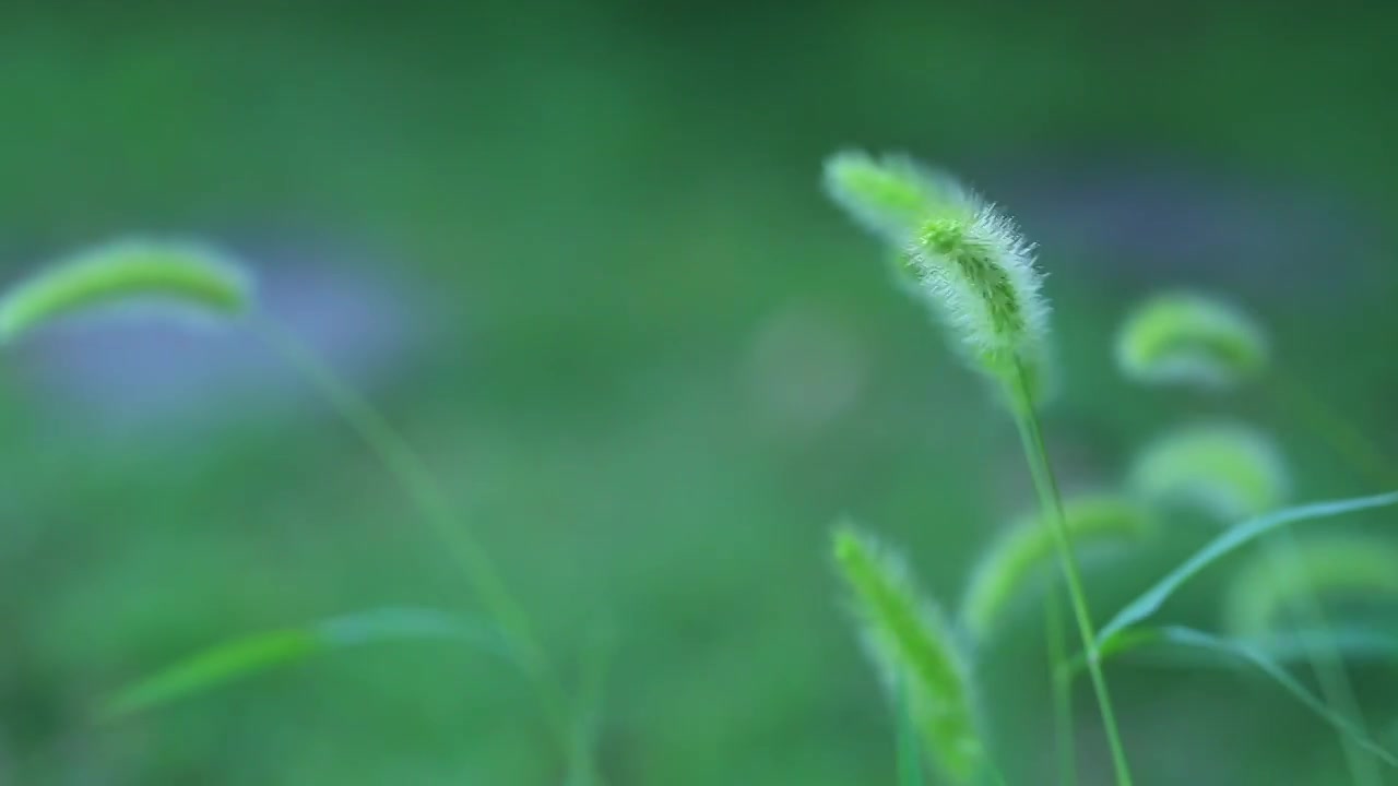 风中摇曳的狗尾草视频下载