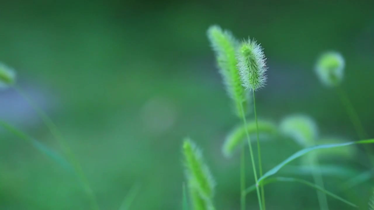 风中摇曳的狗尾草视频下载