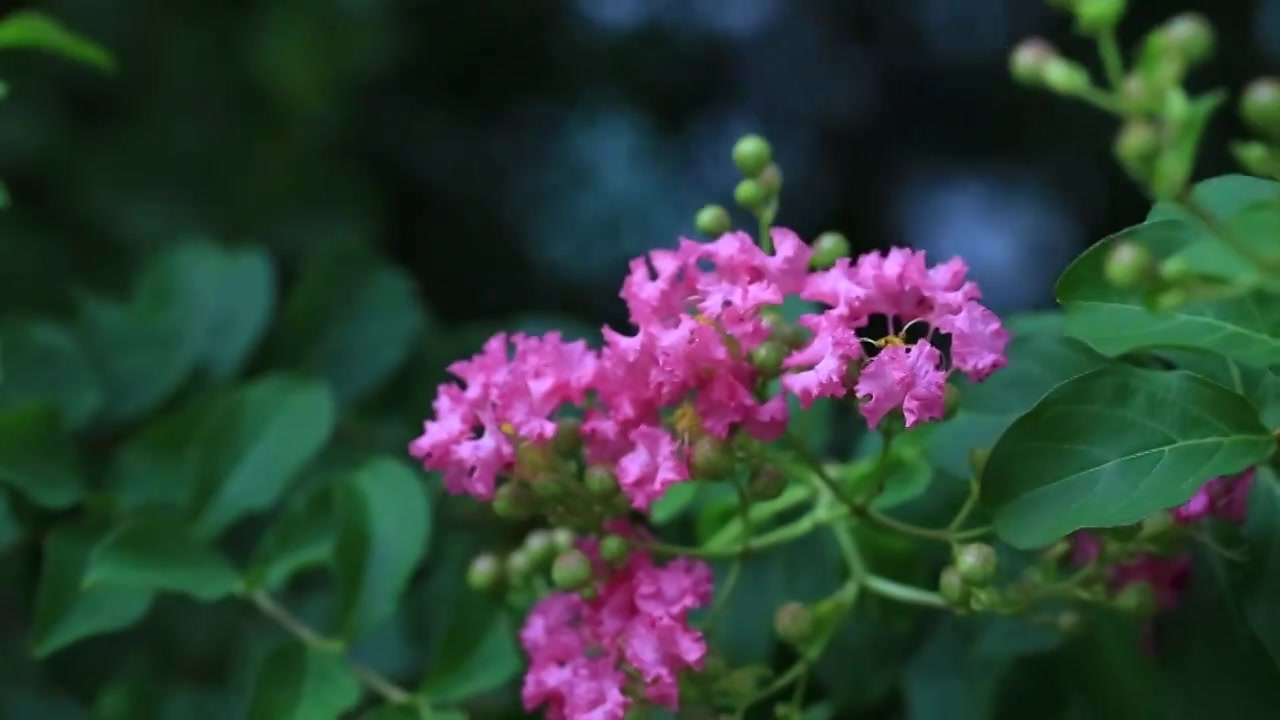 夏天盛开的紫薇花视频素材