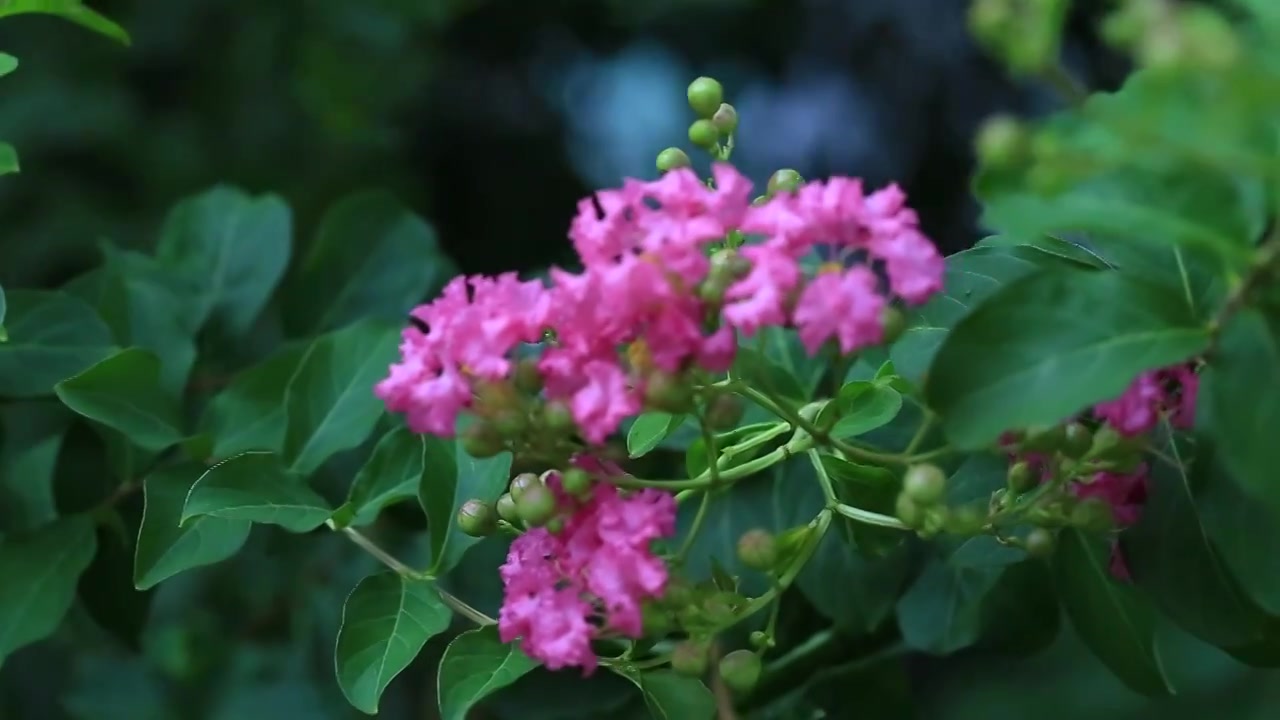 夏天盛开的紫薇花视频素材