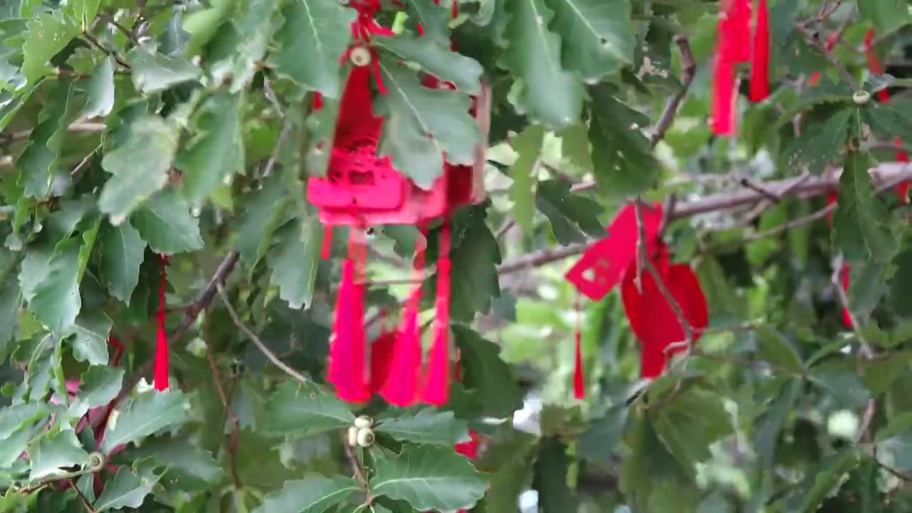 中国挂在橡子树枝上的红色许愿牌视频素材