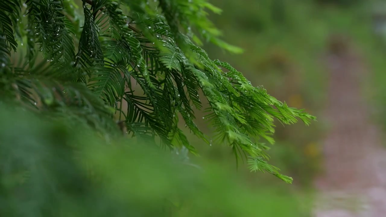 雨天雨水滋润着杉树嫩叶唯美枝叶雨景视频素材