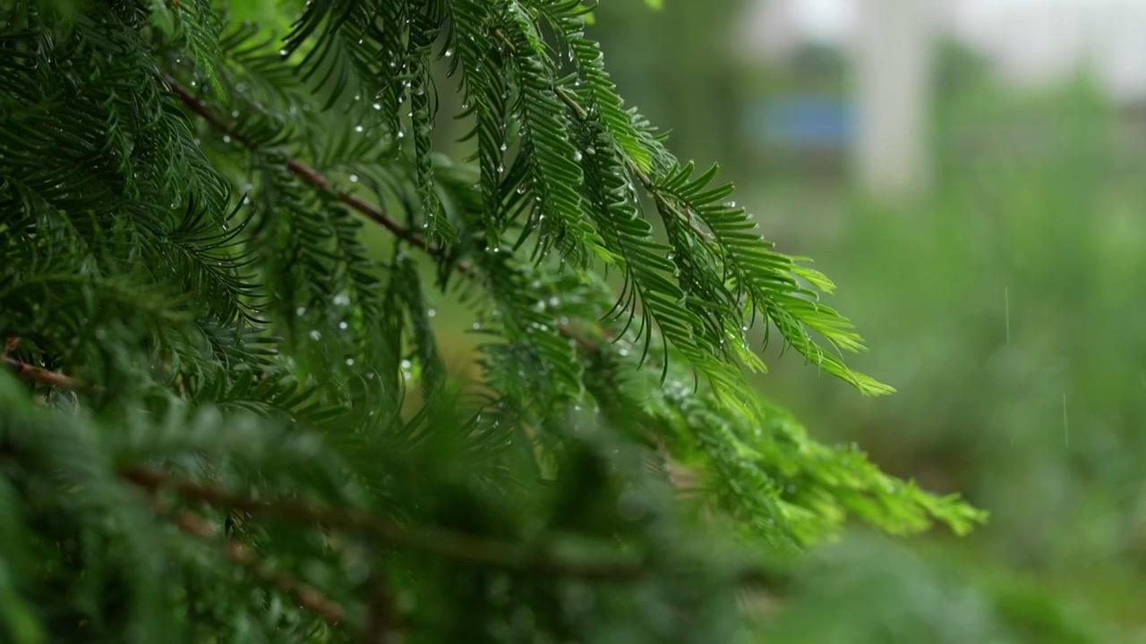 雨天雨水滋润着杉树嫩叶唯美枝叶雨景视频素材