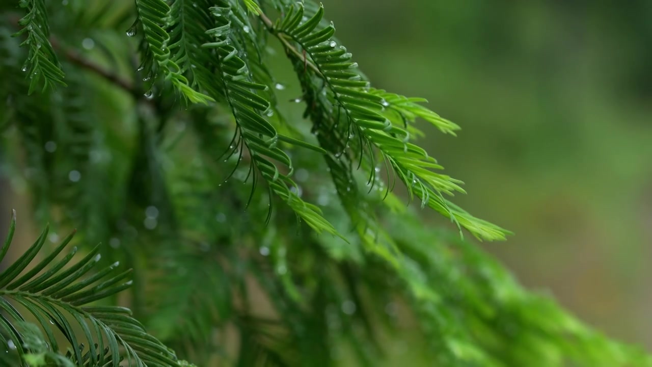 雨天雨水滋润着杉树嫩叶唯美枝叶雨景视频素材