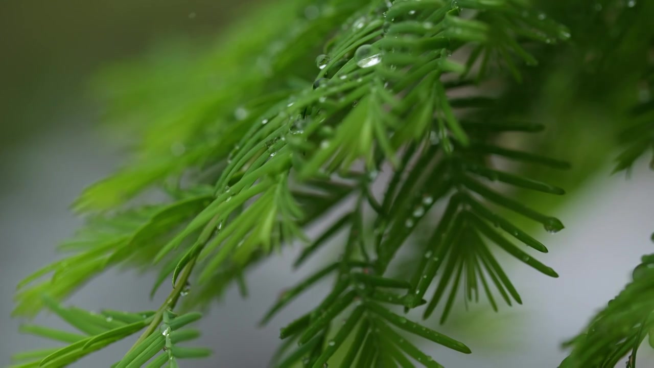 雨天雨水滋润着杉树嫩叶唯美枝叶雨景视频素材