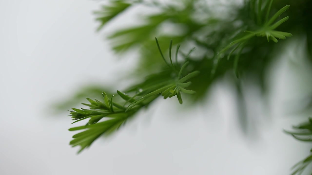 雨天雨水滋润着杉树嫩叶唯美枝叶雨景视频素材