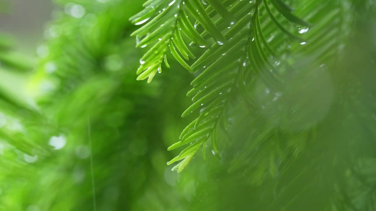 雨天雨水滋润着杉树嫩叶唯美枝叶雨景视频素材