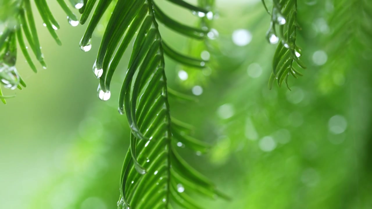 雨天雨水滋润着杉树嫩叶唯美枝叶雨景视频素材