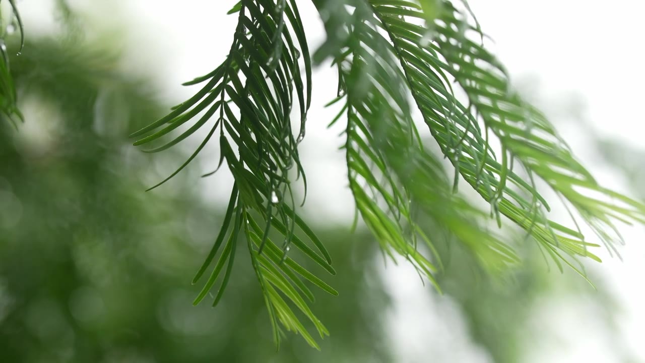 雨天雨水滋润着杉树嫩叶唯美枝叶雨景视频素材