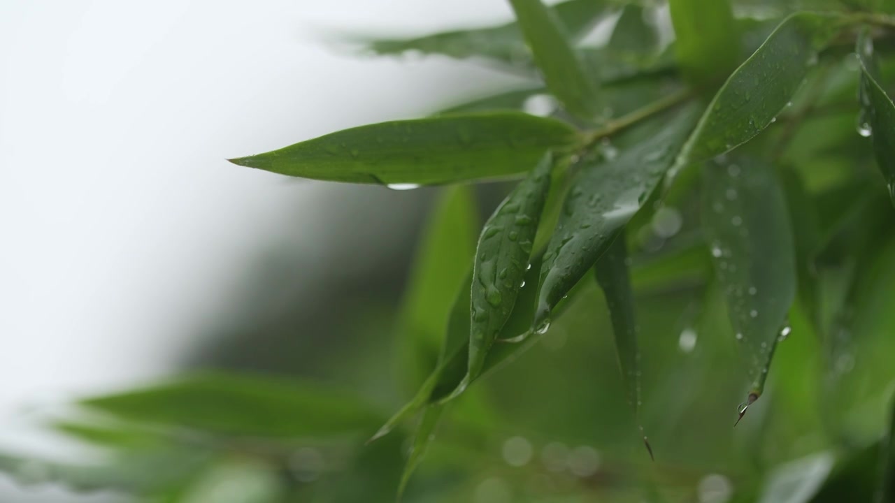 下雨天竹叶上的雨滴视频素材