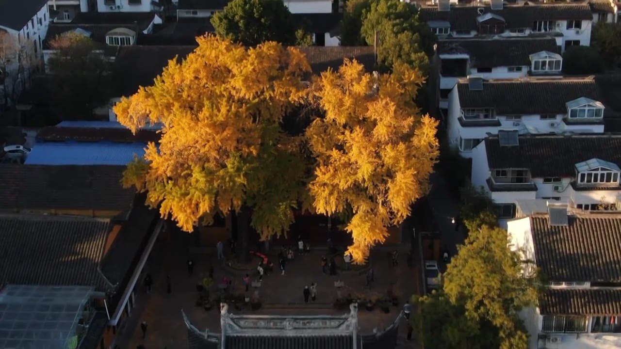 秋日定慧寺黄昏下的银杏树视频素材