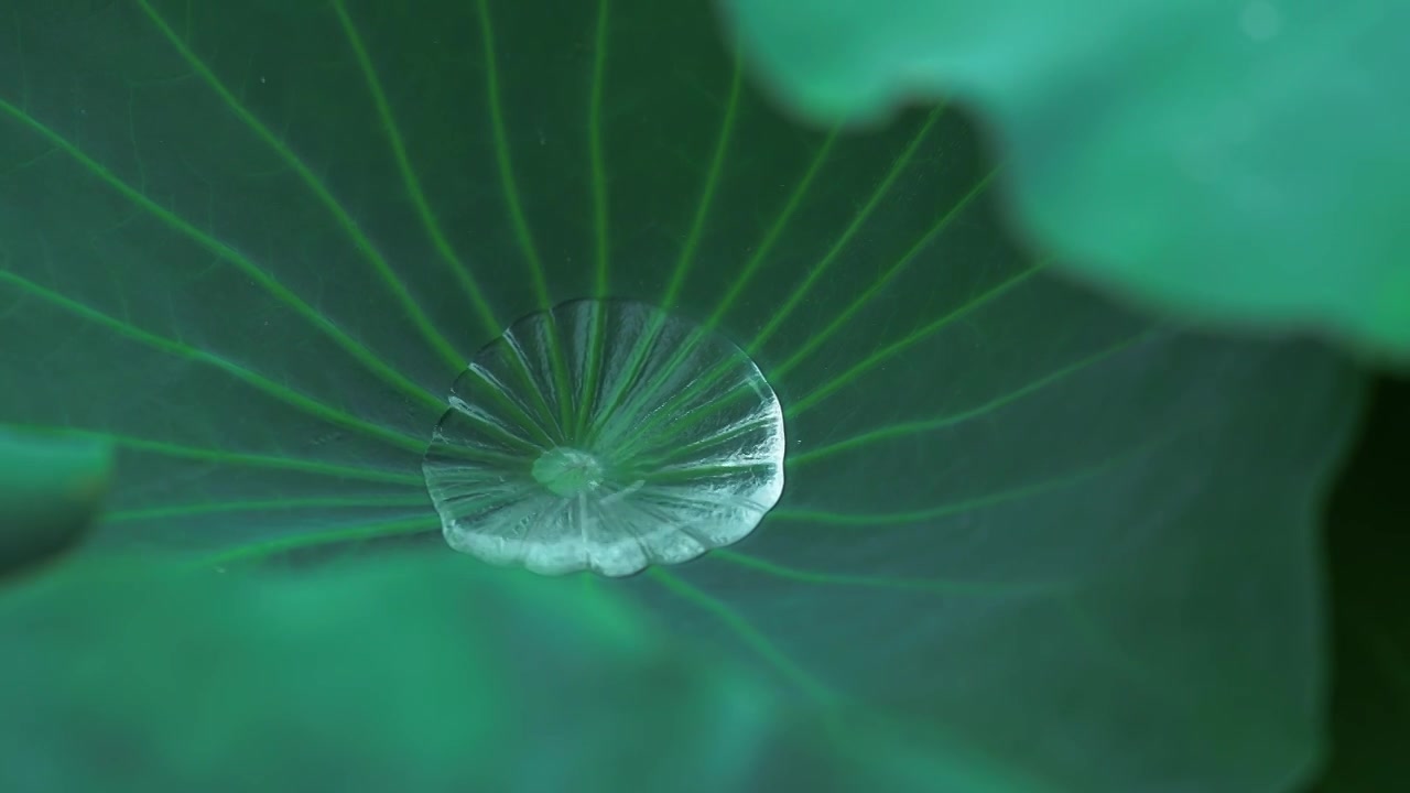 雨中的荷叶 水珠顺着荷叶滑落视频素材