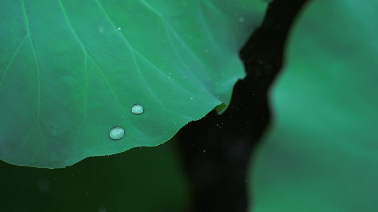 雨中的荷叶 水珠顺着荷叶滑落视频素材