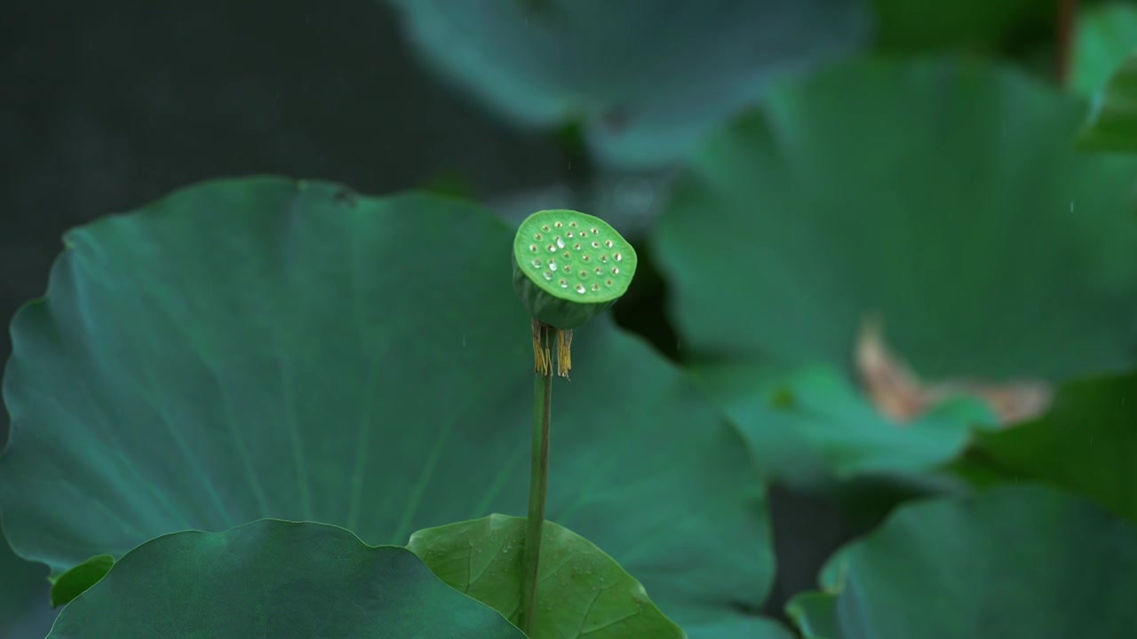 雨中的荷叶 水珠顺着荷叶滑落视频素材