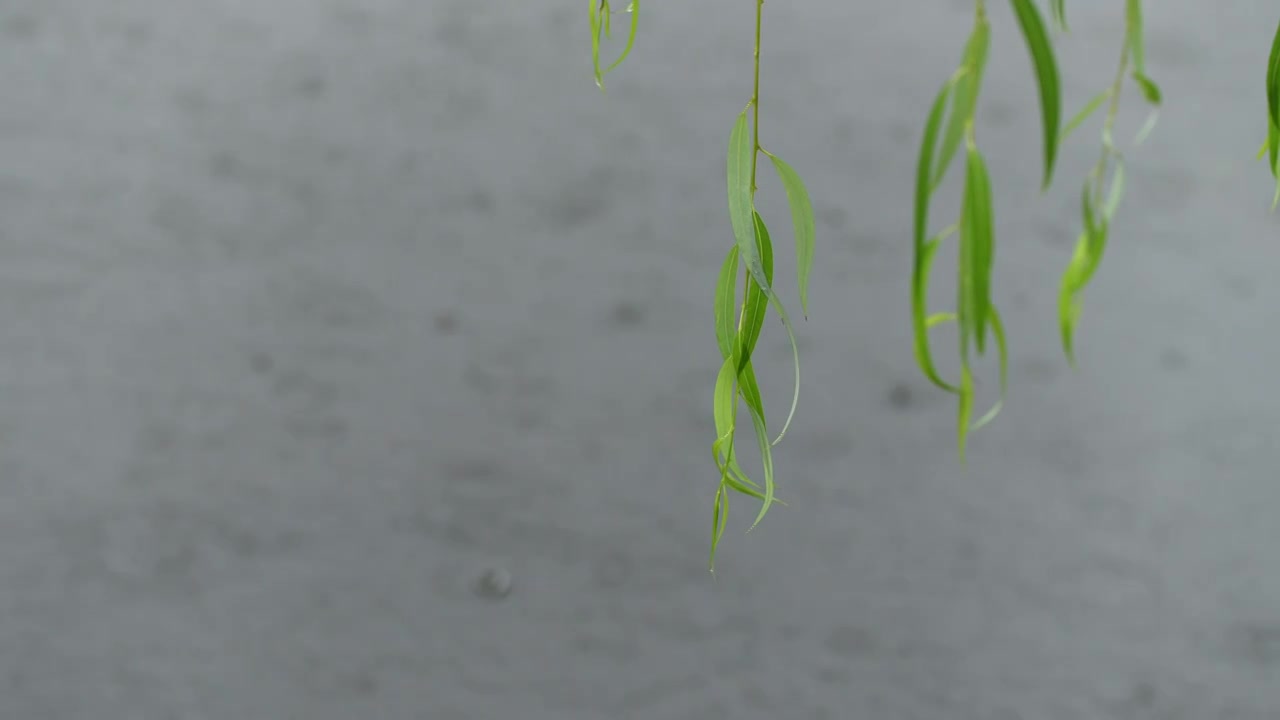 河边柳树，下雨天河面水面波纹视频素材