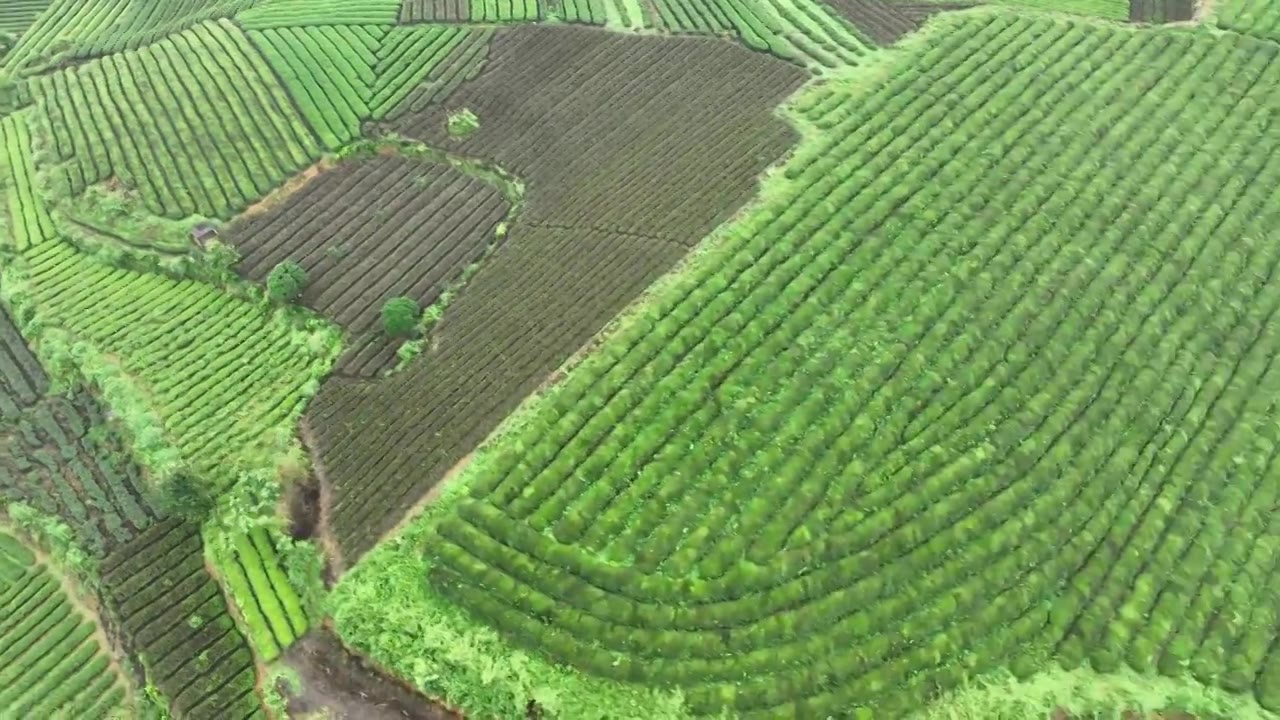 鸟瞰贵州遵义湄潭绿色茶园 块状农田错落有致视频素材