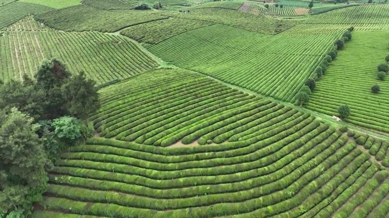 鸟瞰贵州遵义湄潭绿色茶园 块状农田错落有致视频素材