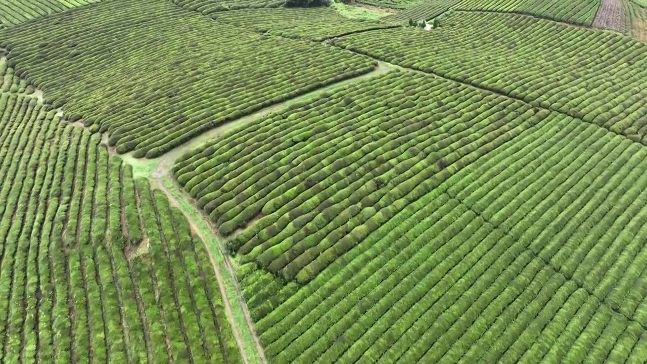 鸟瞰贵州遵义湄潭绿色茶园 块状农田错落有致视频素材