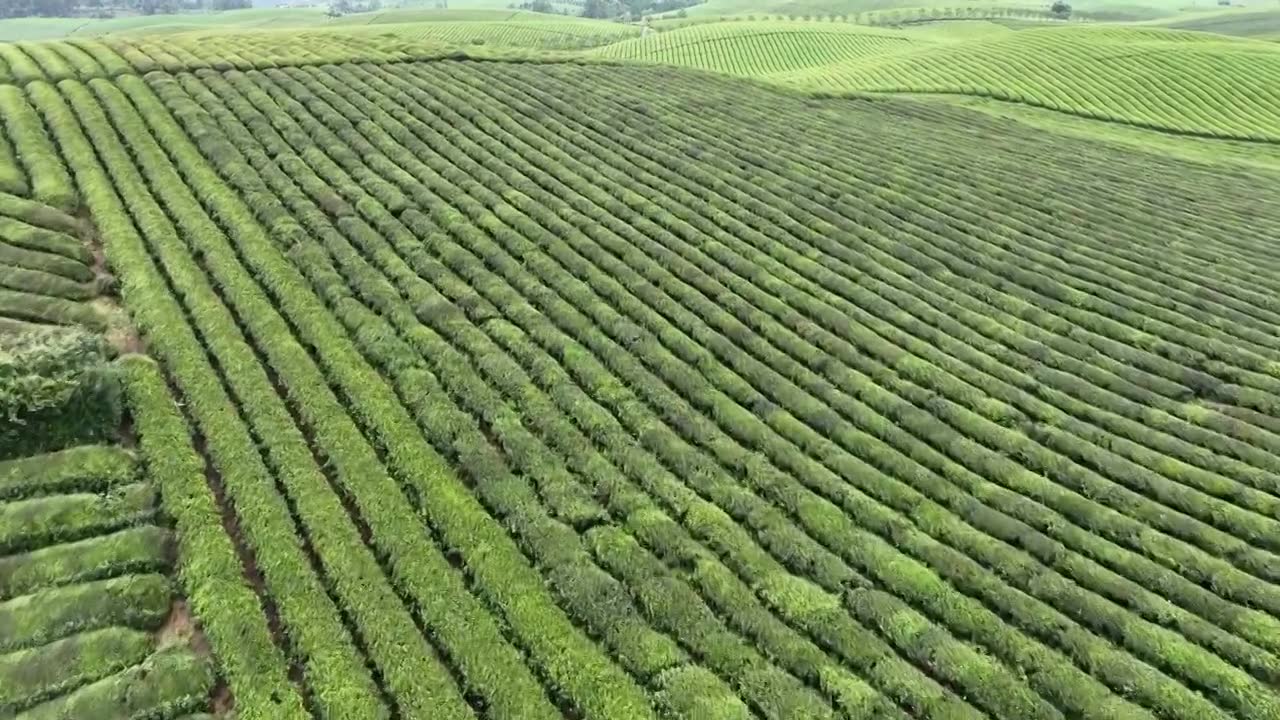 鸟瞰贵州遵义湄潭绿色茶园 块状农田错落有致视频素材