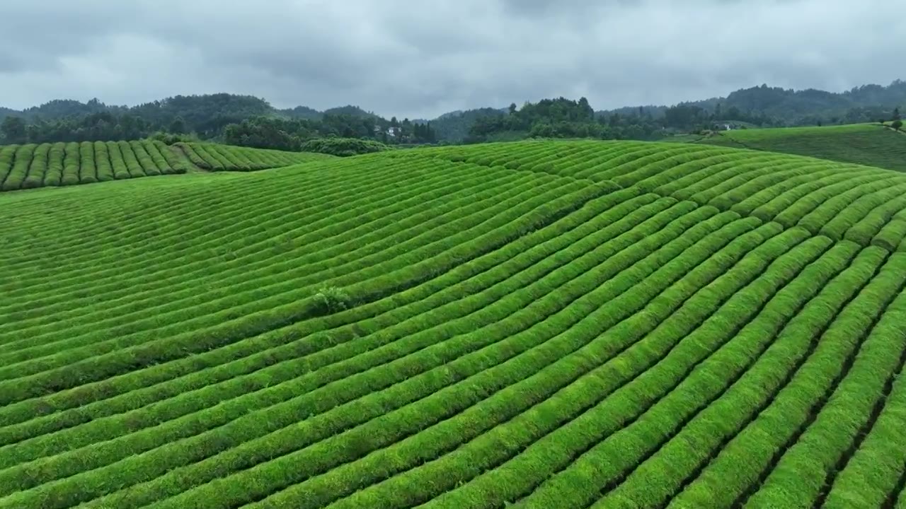 鸟瞰贵州遵义湄潭绿色茶园 块状农田错落有致视频素材