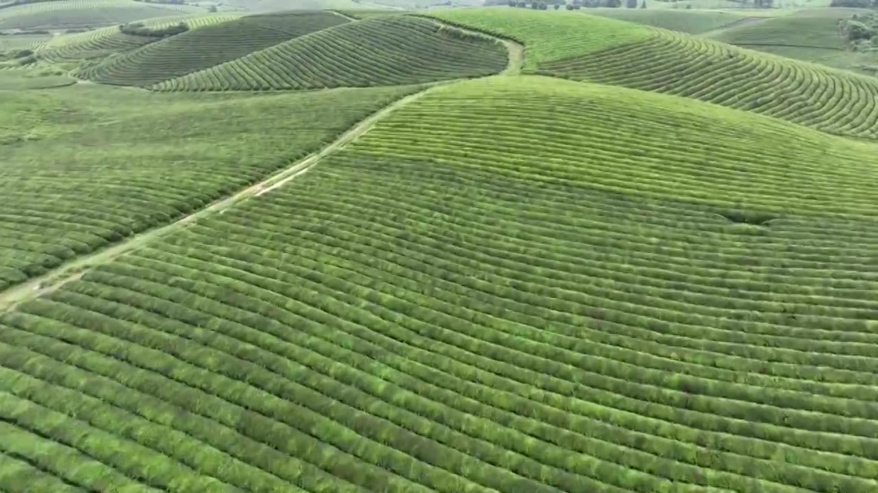 鸟瞰贵州遵义湄潭绿色茶园 块状农田错落有致视频素材