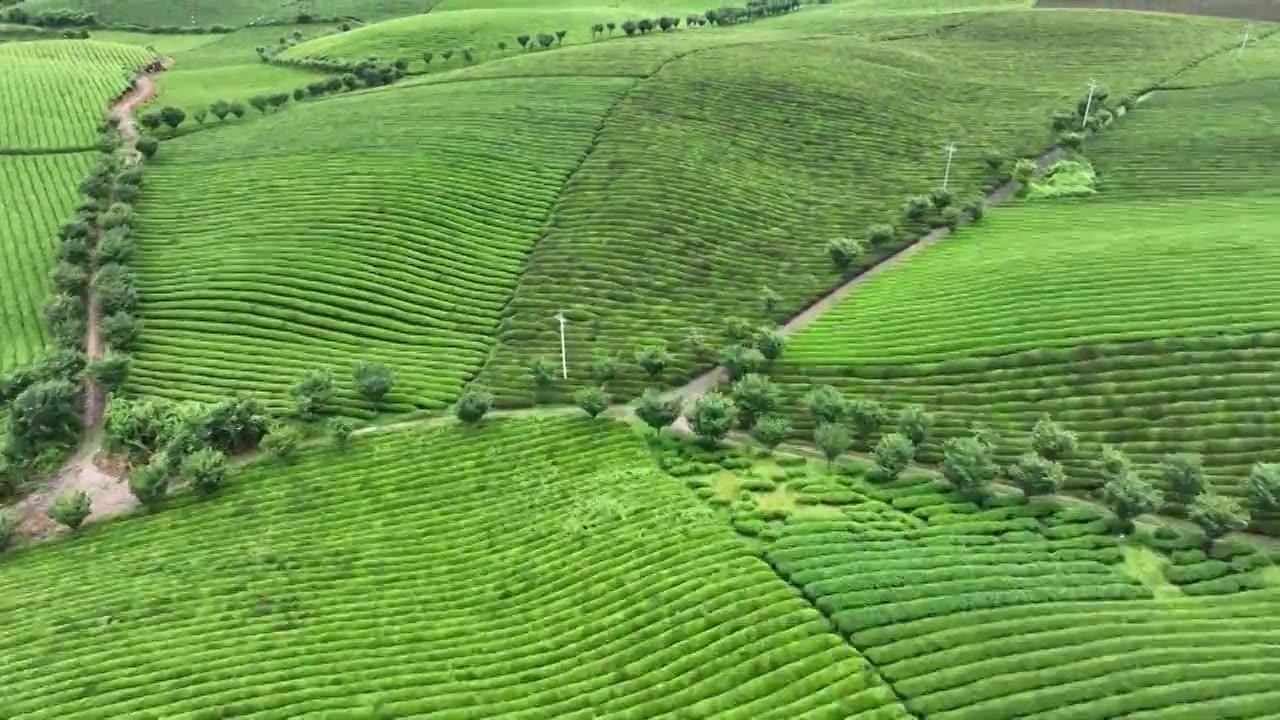 鸟瞰贵州遵义湄潭绿色茶园 块状农田错落有致视频素材