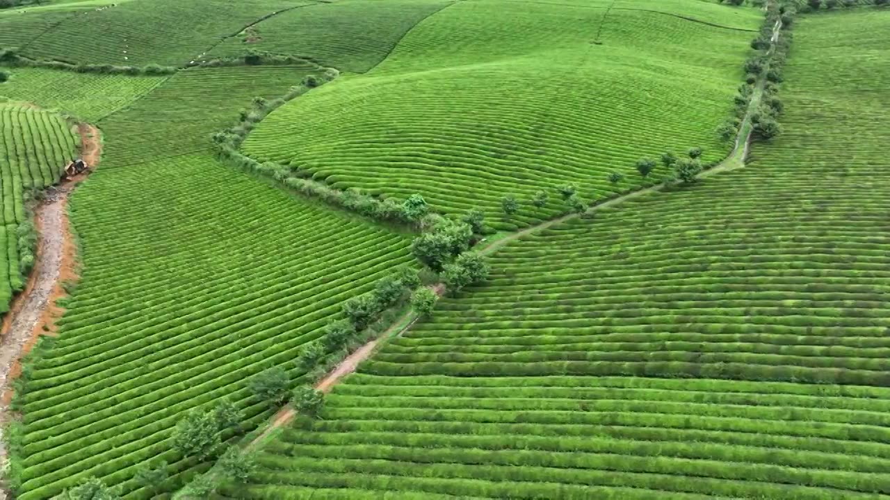 鸟瞰贵州遵义湄潭绿色茶园 块状农田错落有致视频素材