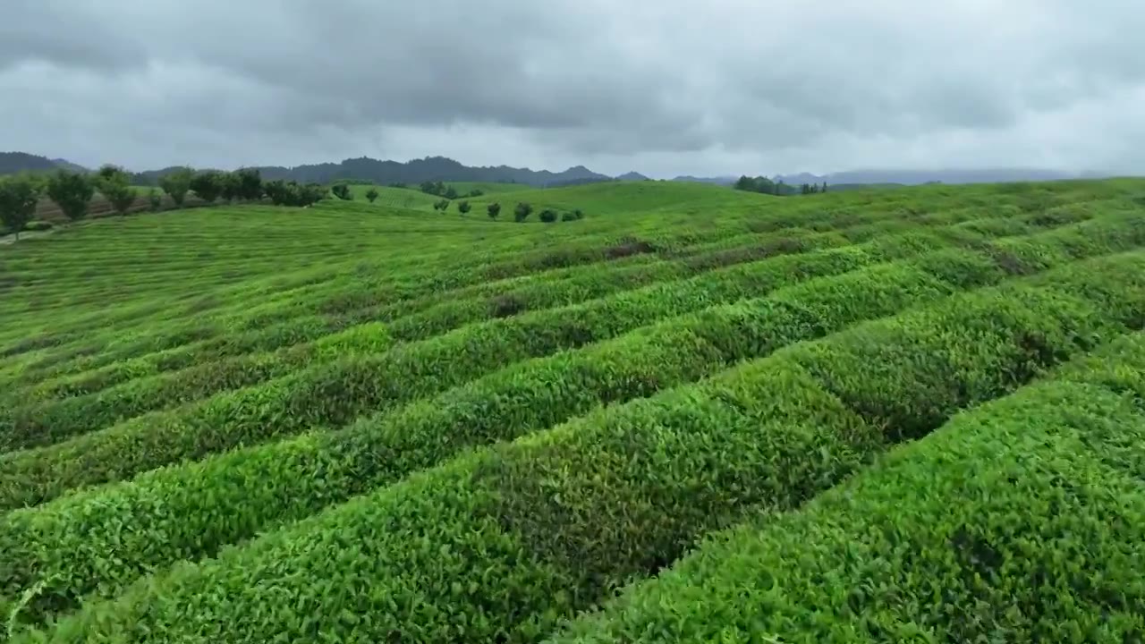 鸟瞰贵州遵义湄潭绿色茶园 块状农田错落有致视频素材