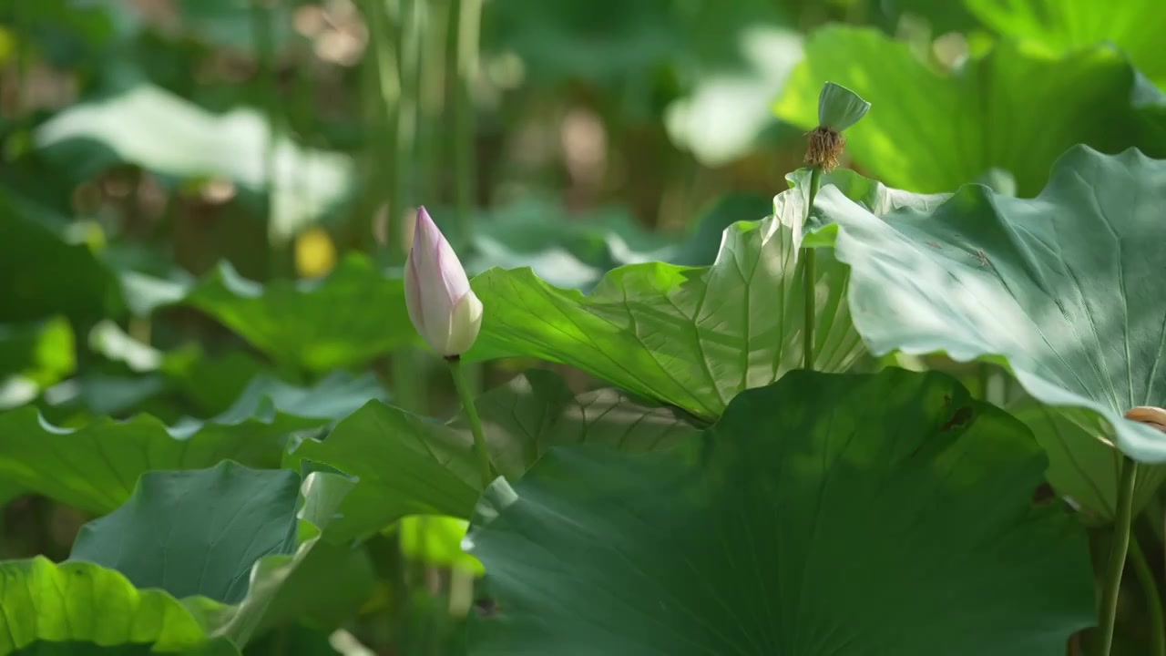 夏天 池塘里的荷花随风摇动视频素材