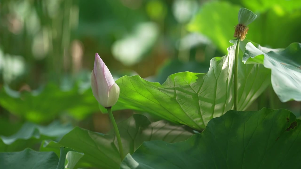 夏天 池塘里的荷花随风摇动视频素材