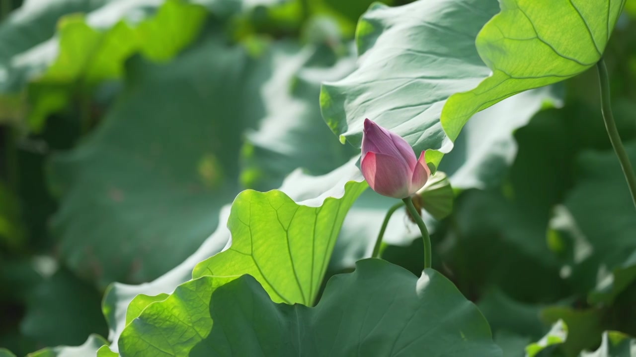 夏天 池塘里的荷花随风摇动视频下载