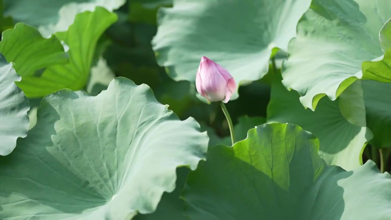 夏天 池塘里的荷花随风摇动视频素材