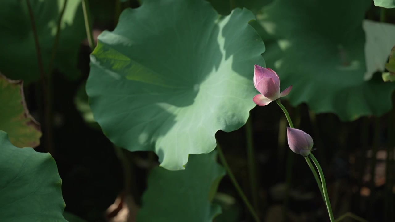 夏天 池塘里的荷花随风摇动视频素材