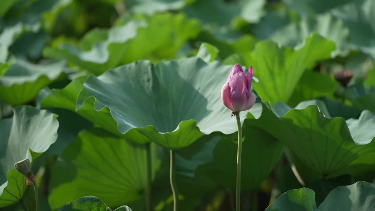 夏天 池塘里的荷花随风摇动视频素材