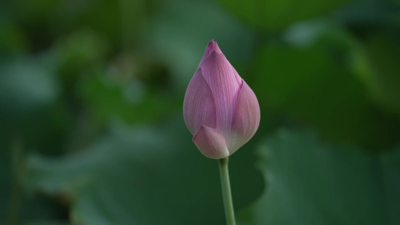 夏天 池塘里的荷花随风摇动视频素材