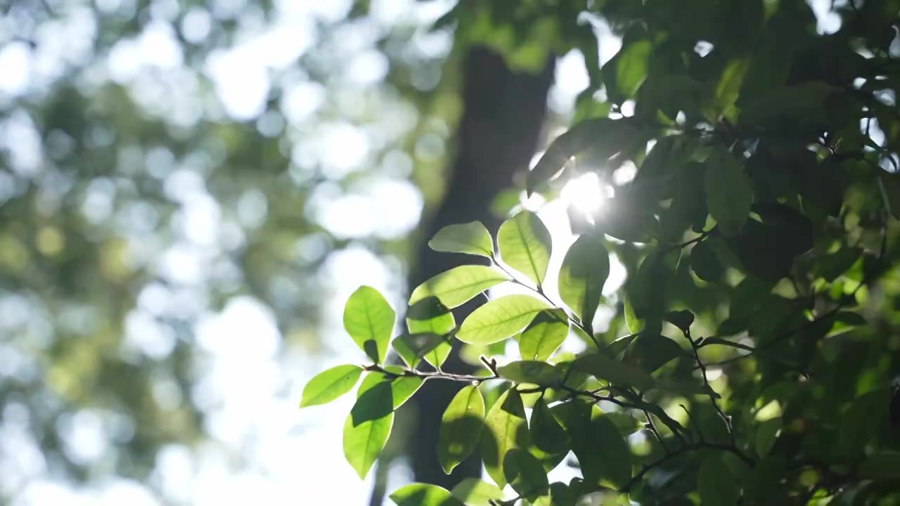 夏天阳光透过树叶光影视频素材