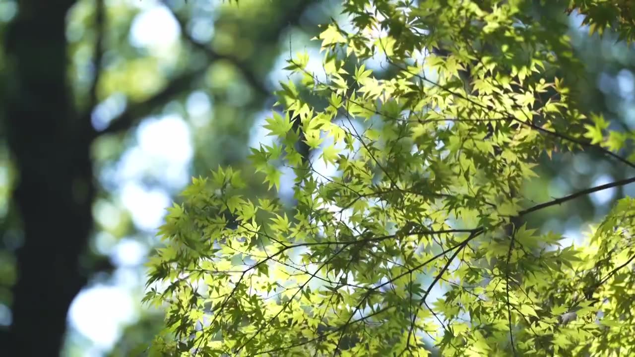 夏天阳光透过树叶光影视频素材