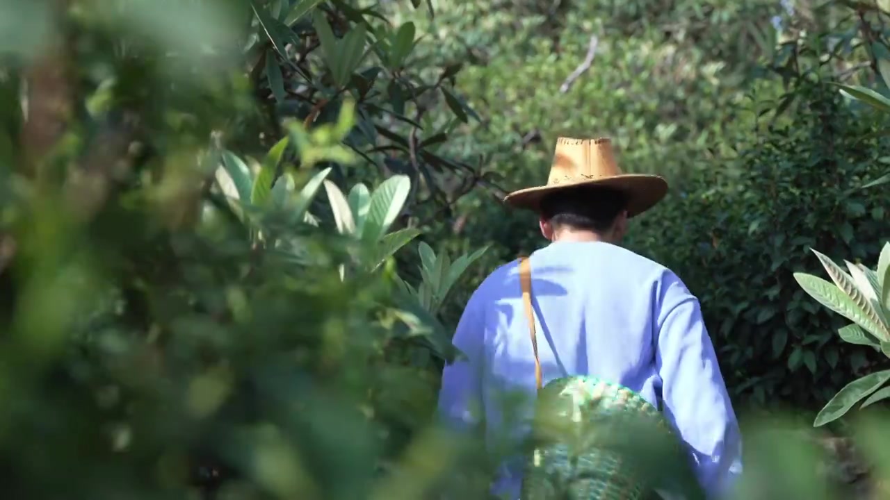 一个茶农前往茶山采茶视频素材