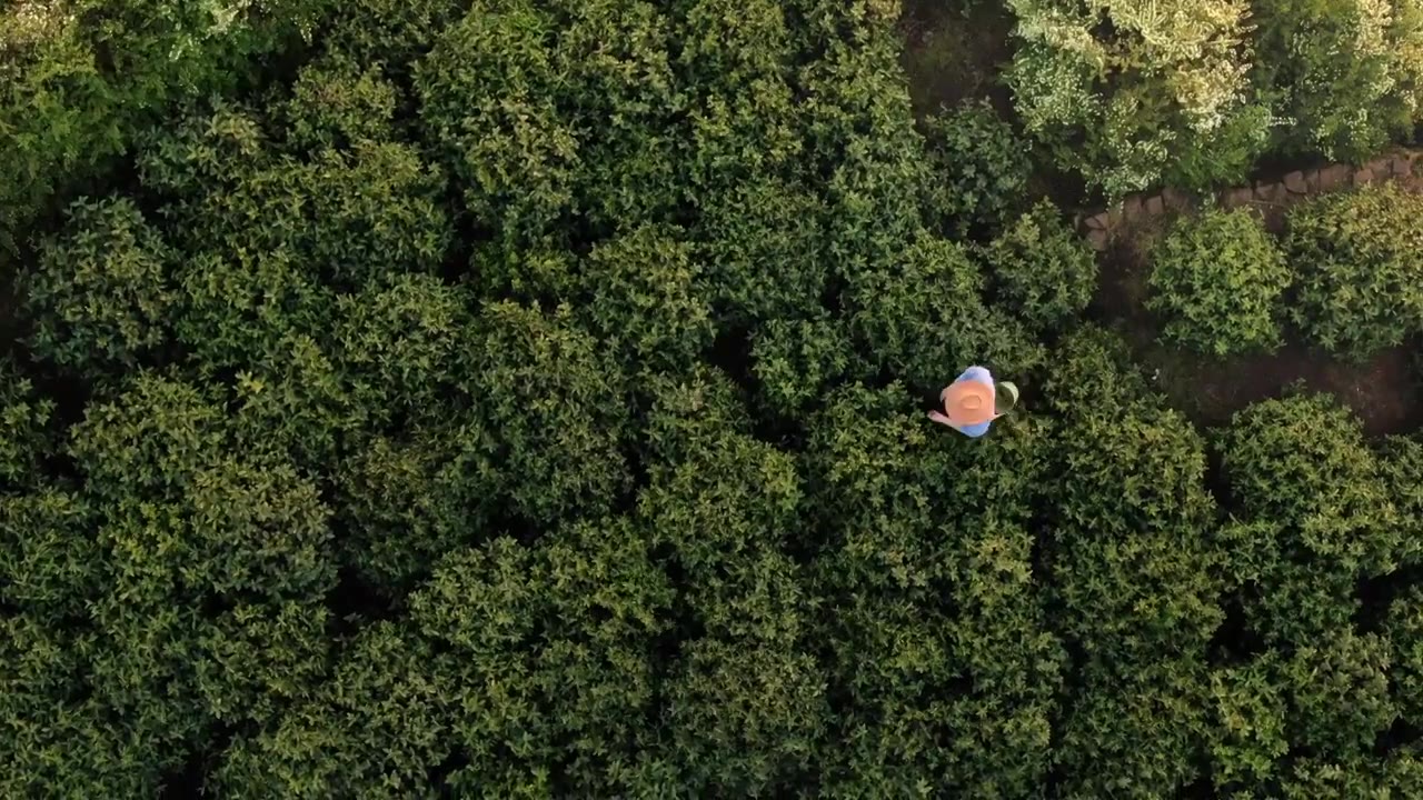 太湖西山 一个茶农在茶山上采摘茶叶碧螺春视频素材