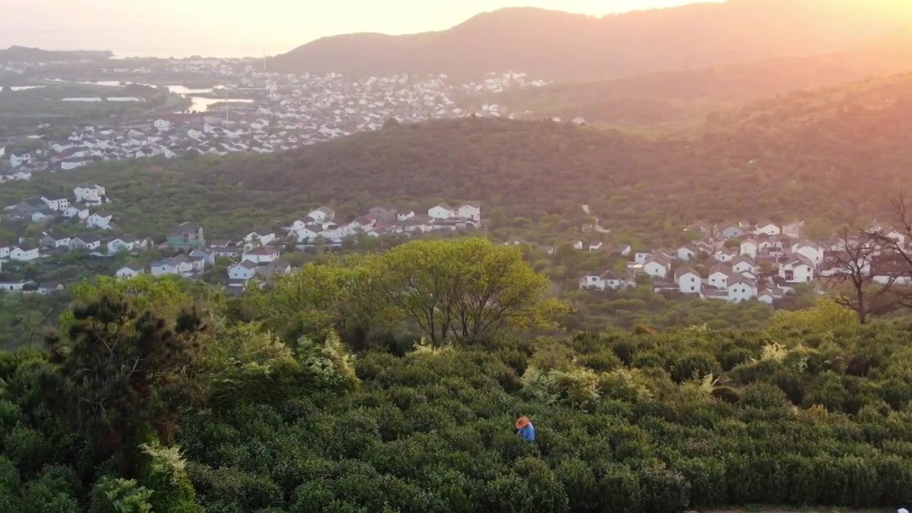 太湖西山 一个茶农在茶山上采摘茶叶碧螺春视频素材