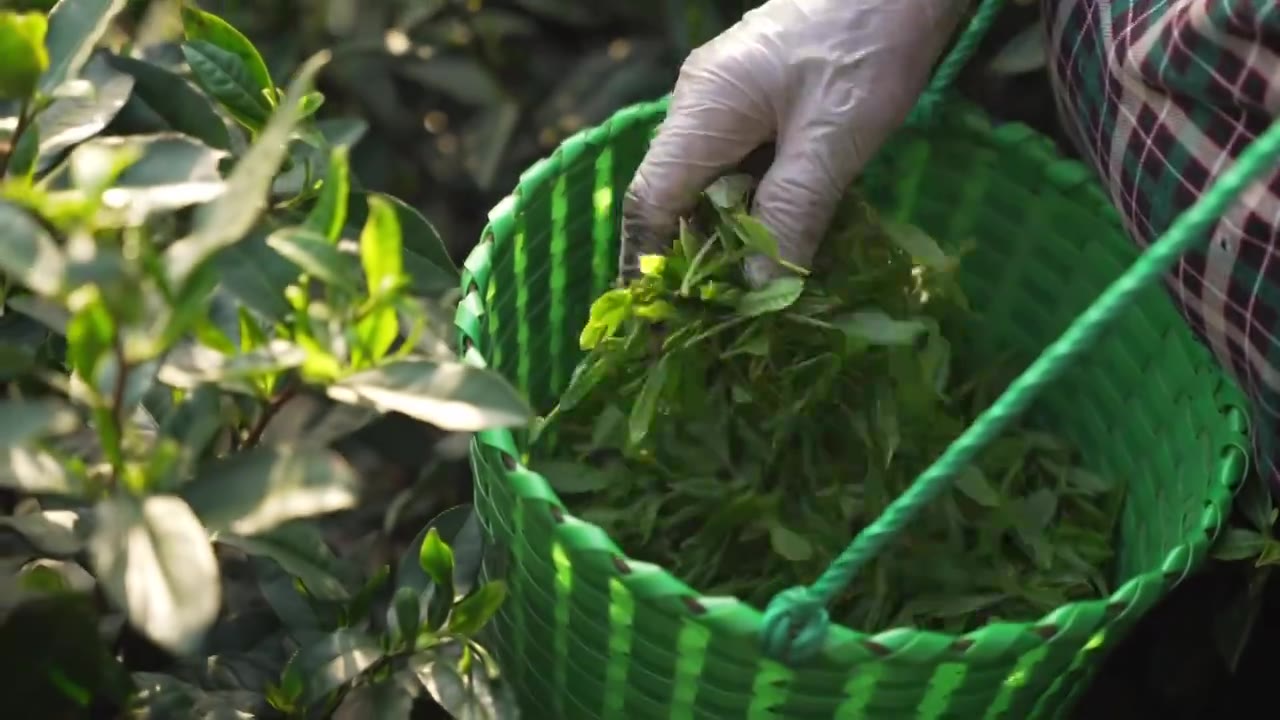 太湖西山 一个茶农在茶山上采摘茶叶碧螺春视频素材