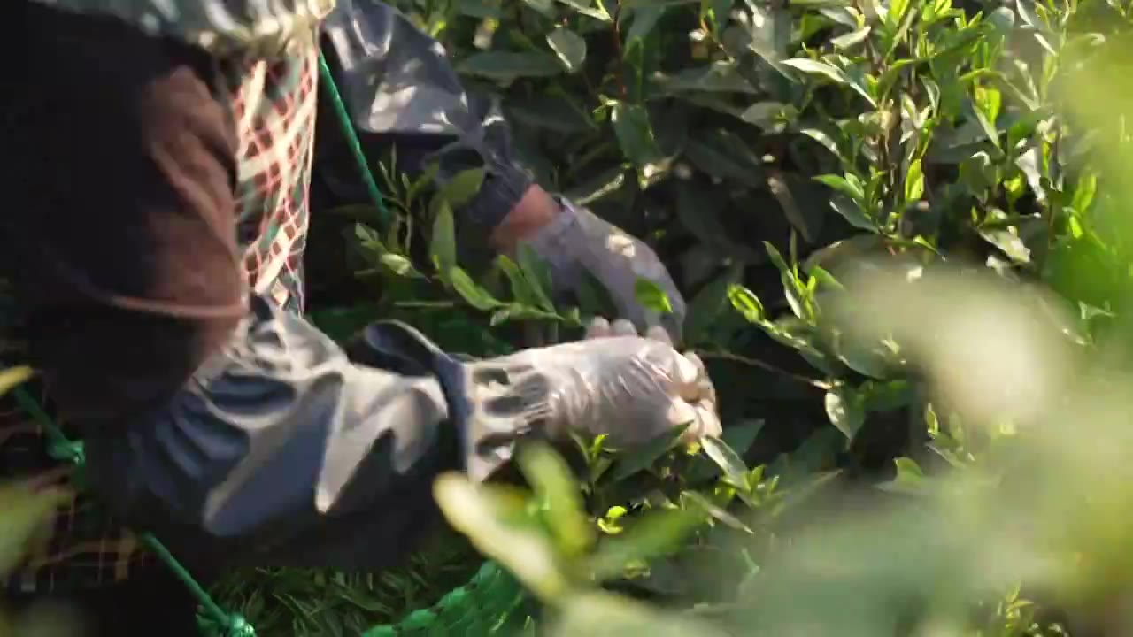 太湖西山 一个茶农在茶山上采摘茶碧螺春视频素材