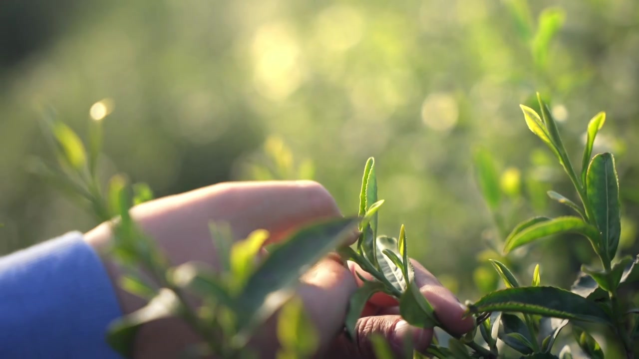 太湖西山 一个茶农在茶山上采摘茶碧螺春视频下载