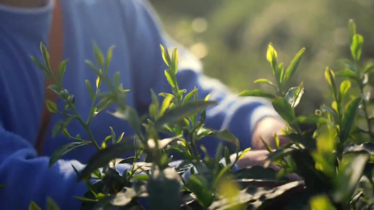 太湖西山 一个茶农在茶山上采摘茶碧螺春视频素材