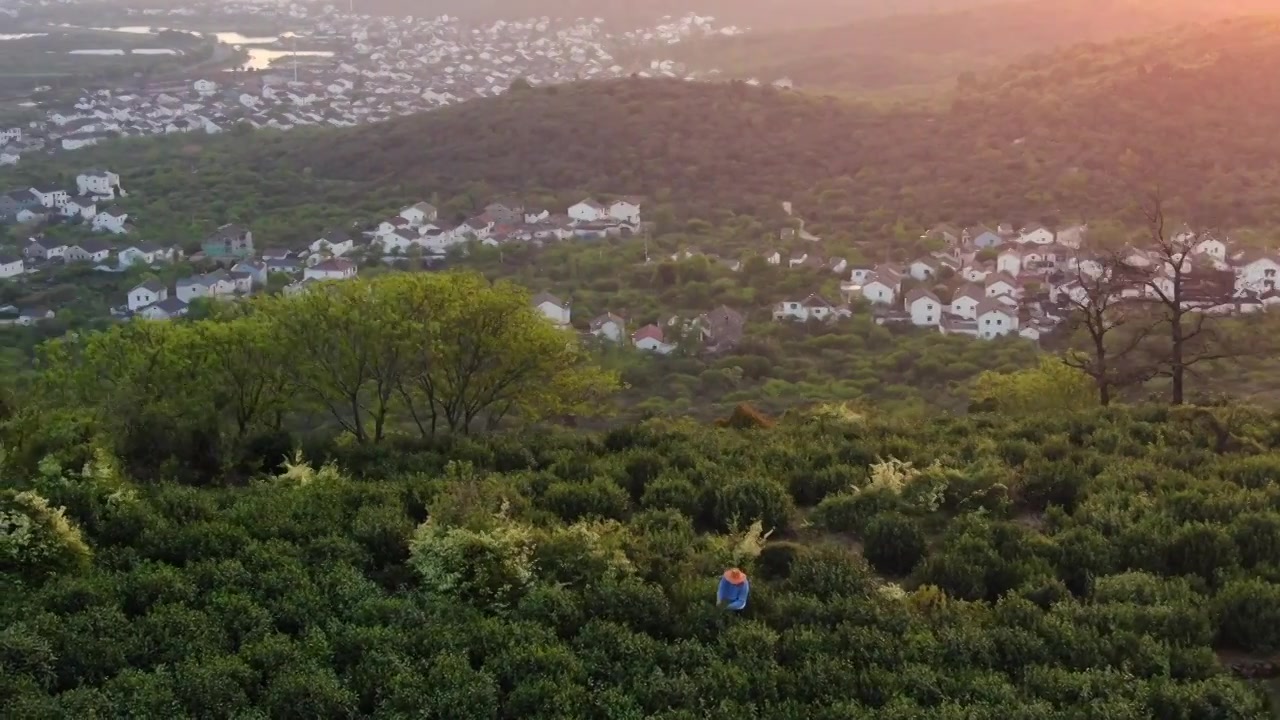 太湖西山 一个茶农在茶山上采摘茶叶碧螺春视频素材